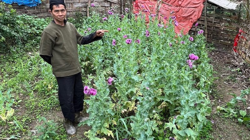 Bắc Giang: Phát hiện gần 600 cây thuốc phiện trong vườn của gia đình