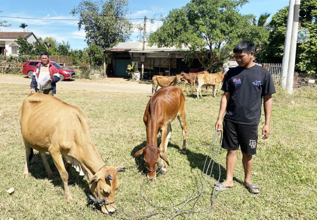 Cấp 29 con bò sai quy định, Thanh tra yêu cầu kiểm điểm nhiều cán bộ ở Kon Tum